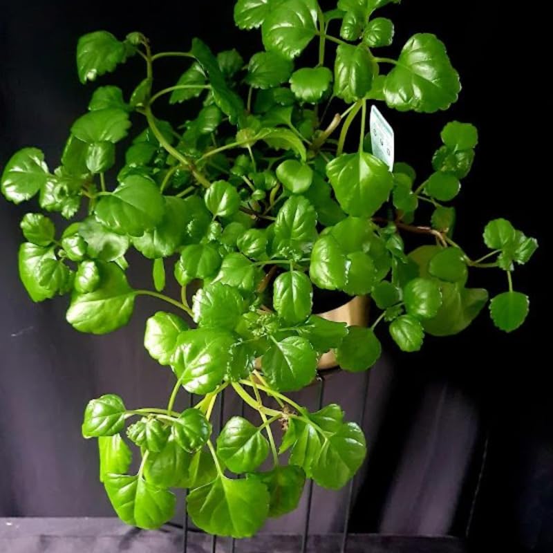 Amazon.com : Set 2 Plectranthus Swedish Ivy Plants Live Ready to